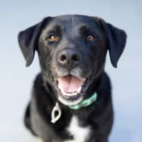Photo of Harvey