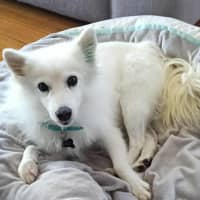 Photo of Midge