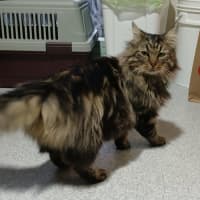 Photo of Tweedledum.* 9 Lives Project Rescue*