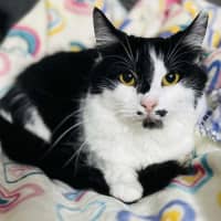 Photo of 10832   Daphne