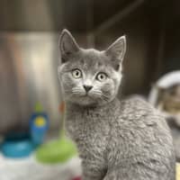 Photo of Kipper