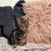 Photo of Dude
