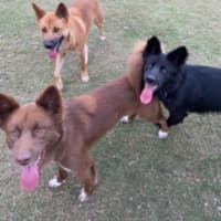 Photo of Bear, Storm & Shadow   2 Year Old Dingo Hybrid