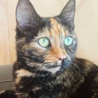 Photo of Nivvy   In Foster In Coburg