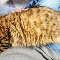 Photo of Cinnamon 