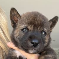 Photo of Koa