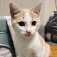 Photo of Nigella   Located In Bundoora