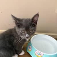 Photo of Pugsley Meet Me At Petstock Chelsea