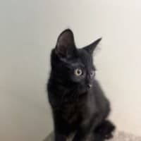 Photo of Sid   Now At Pet Quarters Rutherford