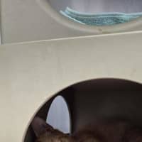 Photo of Crunchie