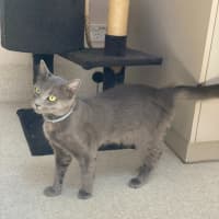 Photo of Memphis (9183)