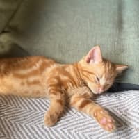 Photo of Brax 🧡🐱🧡