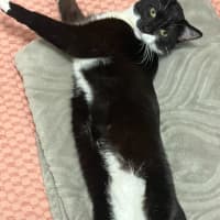 Photo of Cowboy
