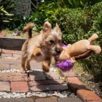 Photo of Albie Valenti