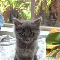 Photo of Rogue