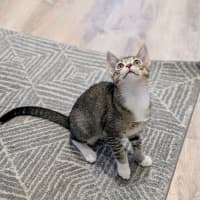 Photo of Blossom   In Foster Care In Glenroy