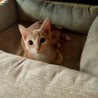 Photo of Toby