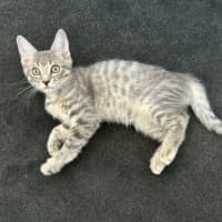 Photo of Snow Leopard 