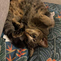 Photo of Fergus