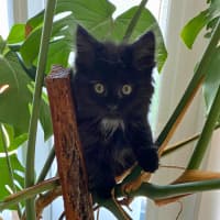Photo of Raven