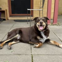 Photo of Milo