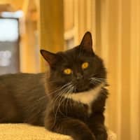 Photo of Mittens 