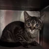 Photo of Pepper 