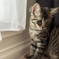 Photo of Dennis   In Foster Care In Greensborough