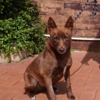 Photo of Chili