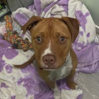 Photo of Sarge