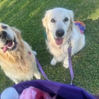 Photo of Max   8 Year Old Golden Retriever