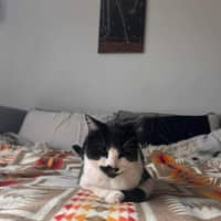 Photo of Douglas    In Foster Care In Thornbury