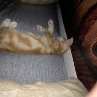 Photo of Shadow
