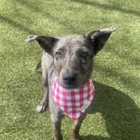Photo of Peppa