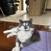 Photo of Minke