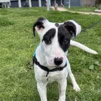 Photo of Louie