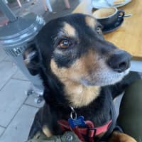 Photo of Hector