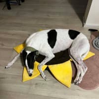 Photo of Panda, The Greyhound