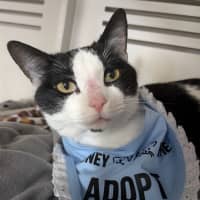 Photo of Shrimp