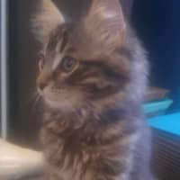 Photo of Memphis And Lucille