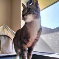 Photo of Grey