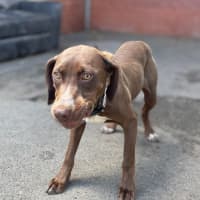 Photo of Fudge
