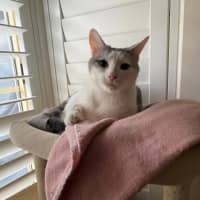 Photo of Rose *9 Lives Project Rescue*