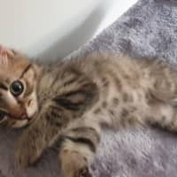 Photo of Lemon & Lime 