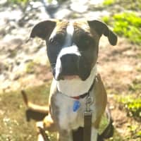 Photo of Boo