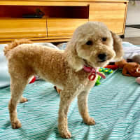 Photo of Sweet Little Lily