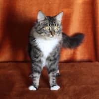 Photo of Little Chef