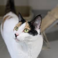 Photo of 🎡 Angelica 5623 🎡