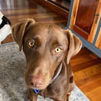 Photo of Bear   1 Year Old Labrador X Kelpie 