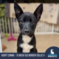 Photo of Connie   15 Week Old Border Collie X